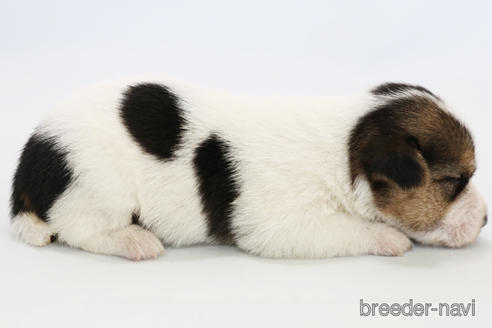 成約済の神奈川県のジャックラッセルテリア-240354の2枚目